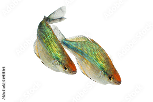 Turquoise Rainbowfish Aquarium Fish Lake Kutubu rainbowfish Melanotaenia lacustris 
