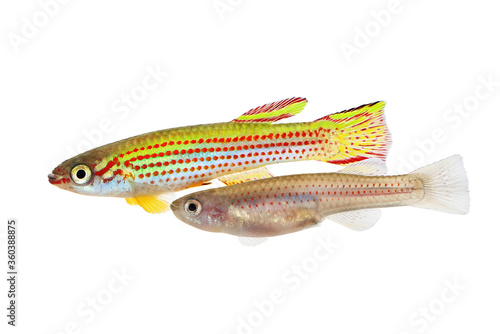 Red-Striped Killifish Male And Female Aphyosemion striatum tropical aquarium fish 