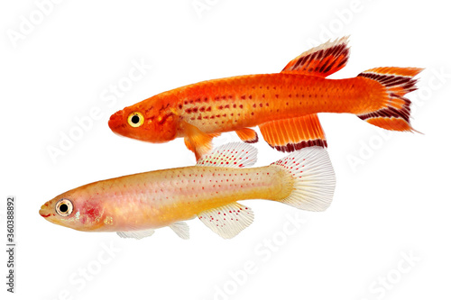 Killifish Male and female Killi Aphyosemion austral Hjersseni gold Aquarium fish	 photo