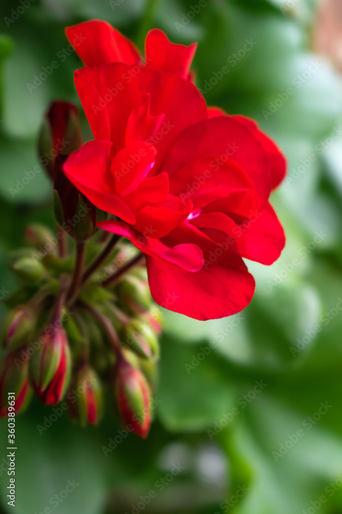 Bright red geranium flowers close-up. Selective focus with shallow depth of field. Bright red geranium flowers close-up. Selective focus with shallow depth of field.
