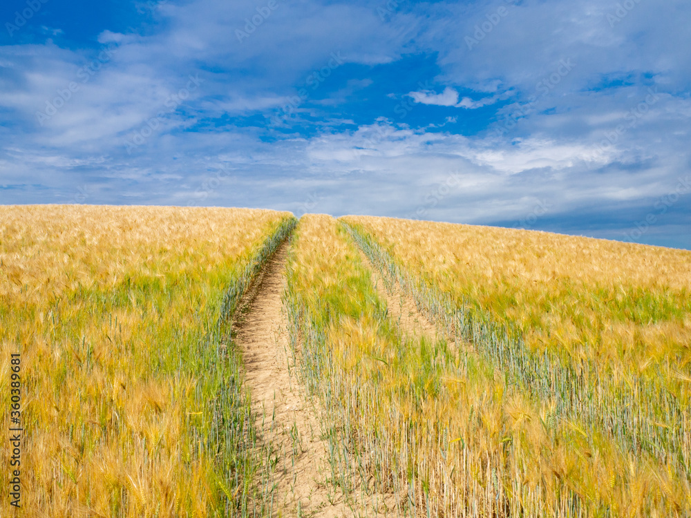 some Tracks in a cornfield in front of a blue sky with white clouds.