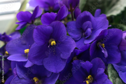Dark purple African violet flowers (Saintpaulia) closeup.Home floriculture,indoor plants.Selective focus with shallow depth of field
