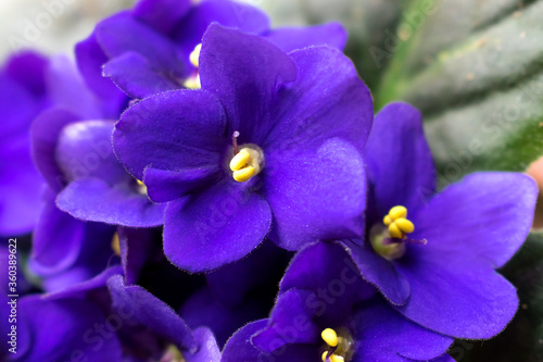 Dark purple African violet flowers (Saintpaulia)  closeup.Home floriculture,indoor plants.Selective focus with shallow depth of field