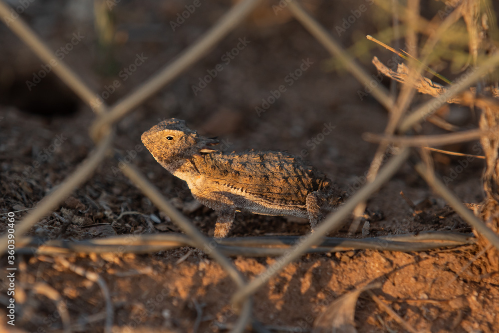 Fototapeta premium Spiky horny toad, Tucson Arizona