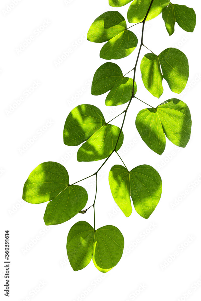 Fototapeta premium Green leaf frame isolated on white background. Beautiful leaf texture in nature. Natural background. close-up of macro with free space for text.