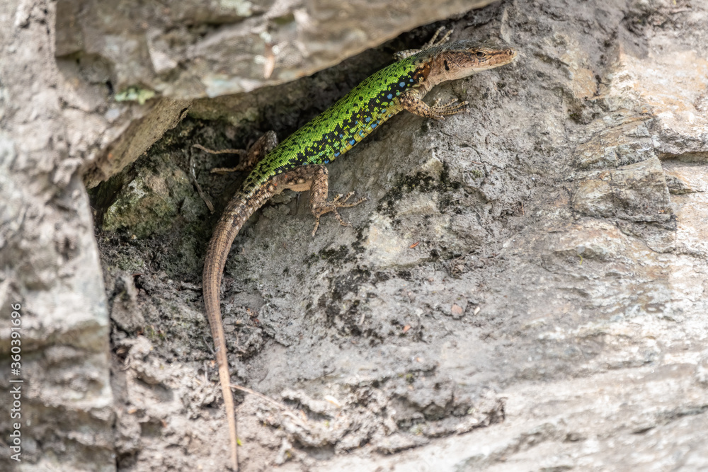Green Lizard crawling on a stone cliff. The European green lizard Lacerta viridis Green Lizard crawling on a stone cliff. The European green lizard Lacerta viridis