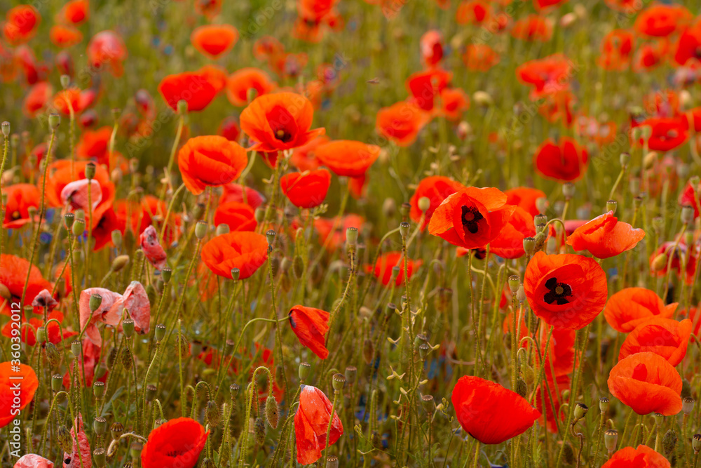 Fototapeta premium poppies and grass on the green plain
