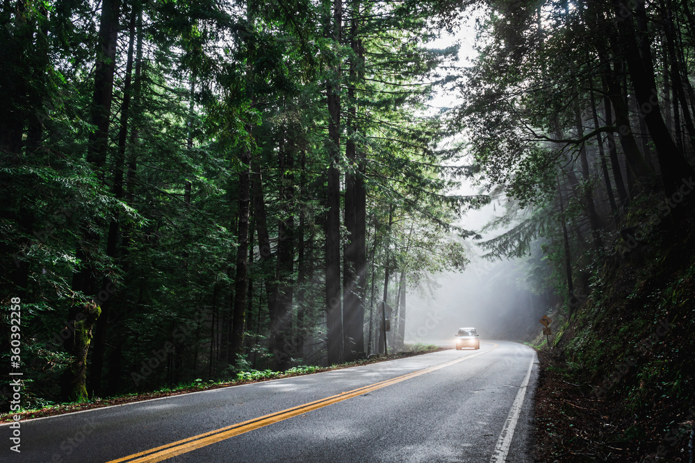 Fototapeta premium Sequoia Forest morning sunbeam forest road