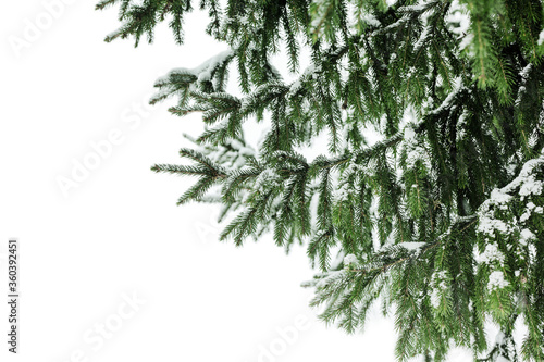 Green fir branches covered by snow white background isolated close up, winter pine tree branch corner border, snowy spruce frame, new year festive banner template, christmas holiday design, copy space