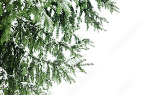 Green fir branches covered by snow white background isolated close up  winter pine tree branch corner border  snowy spruce frame  new year festive banner template  christmas holiday design  copy space