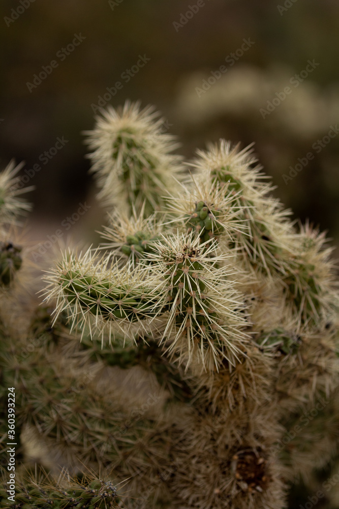 Cholla cactus, Tucson Arizona Cholla cactus, Tucson Arizona