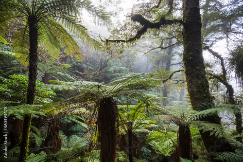New Zealand forest photo