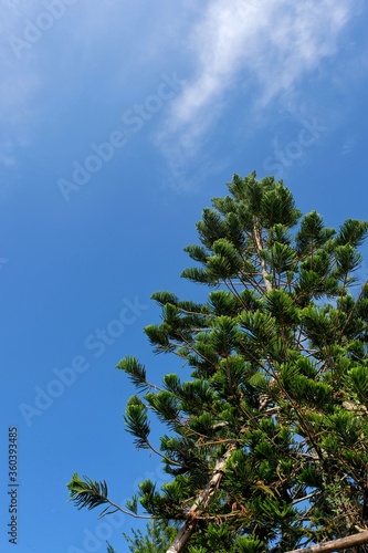 pine tree branches against blue sky