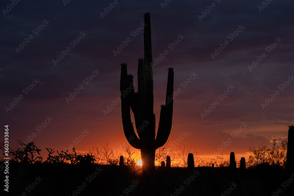 saguaro cactus silhouette, Tucson Arizona sunset.