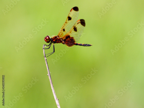 Dragonfly - red colored Calico Pennant on a stick