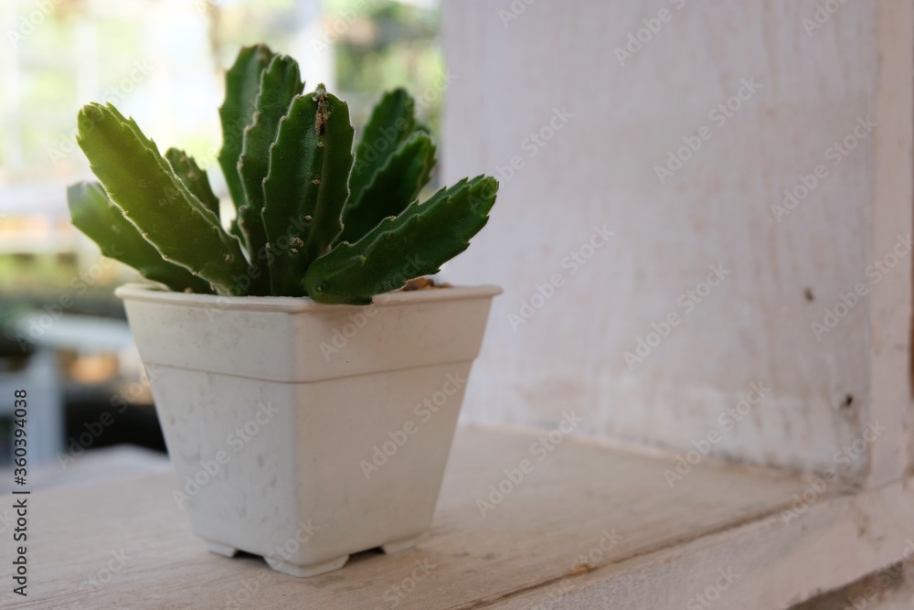 cactus in a pot cactus in a pot