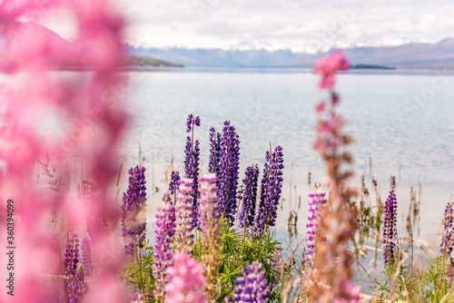 Lake Tekapo Flowers