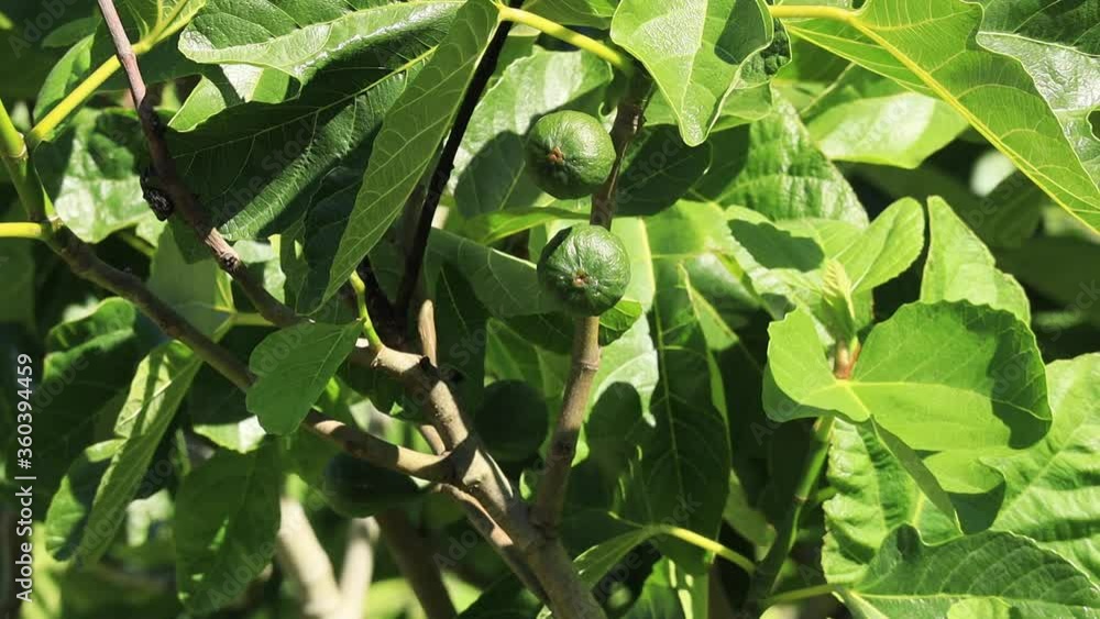 Very Close up of two bright sunshine bright green figs on a branch of an Oregon Fig Tree in June Very Close up of two bright sunshine bright green figs on a branch of an Oregon Fig Tree in June