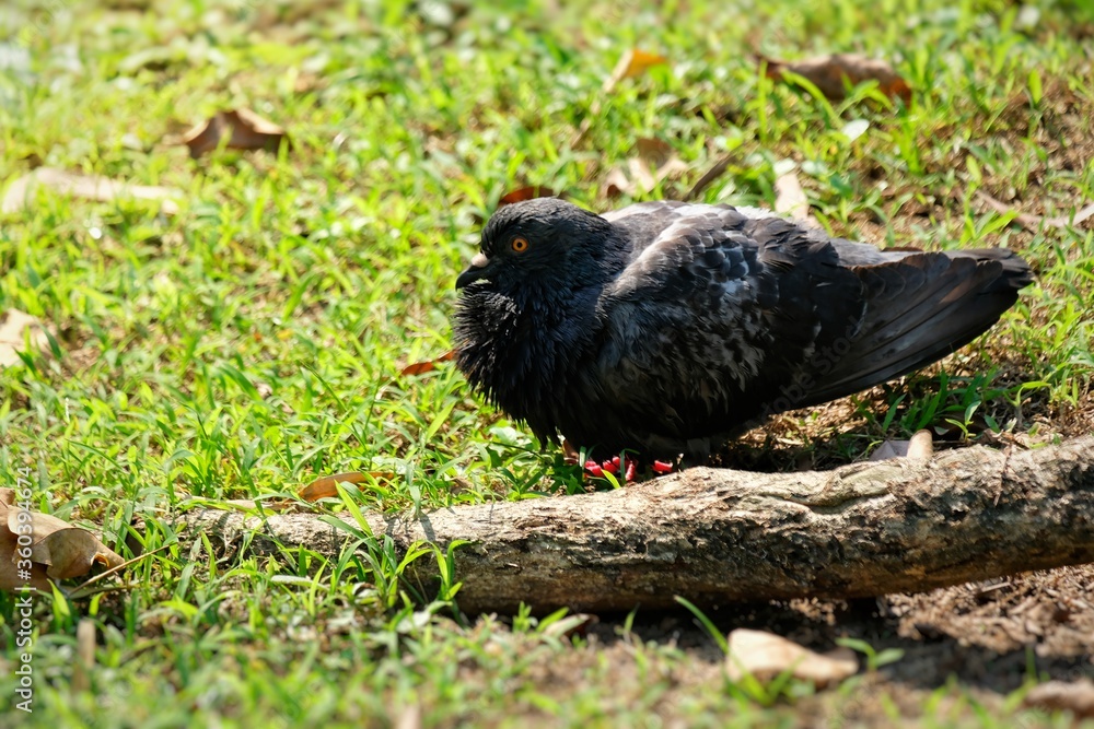 Obraz premium blackbird on the grass