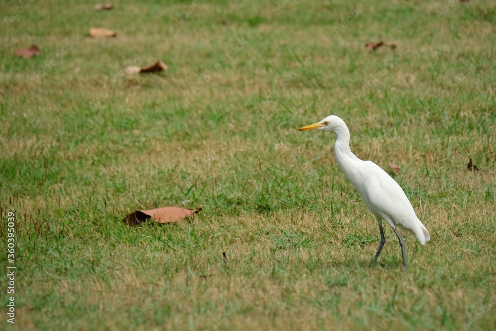 Fototapeta premium egret walking on the lawn