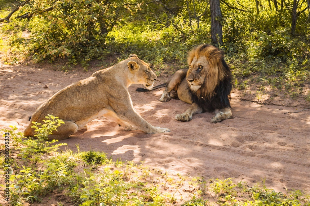 Naklejka premium Lions in the wildlife