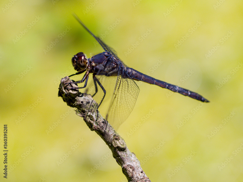 Dragonfly - Slaty Skimmer, male, on a stick Dragonfly - Slaty Skimmer, male, on a stick
