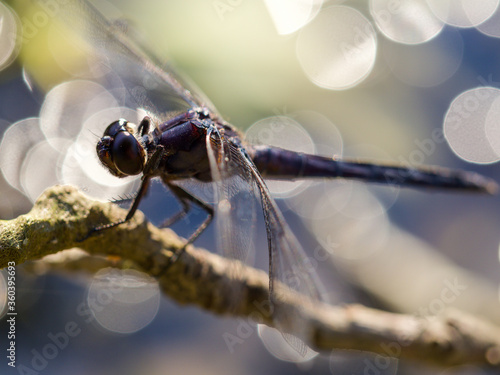 Dragonfly - male slaty skimmer on a Branch