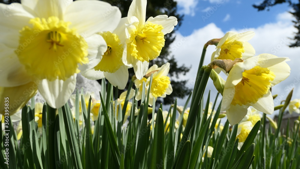 daffodils in spring daffodils in spring