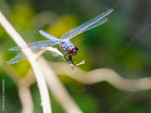 Slaty skimmer dragonfly perched on a Branch
