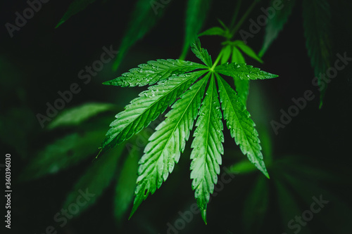 Bush green marijuana cannabis on blurred background
