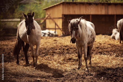 Brown young horse herd in corral farm  autumn photo