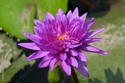 pink lotus flower on the water