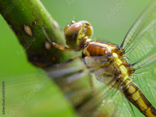 Close up of a female Slaty Skimmer Dragonfly