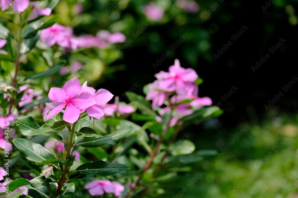 pink flower and yellow petal on blur background pink flower and yellow petal on blur background