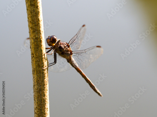 Profile view of a Slaty Skimmer dragonfly