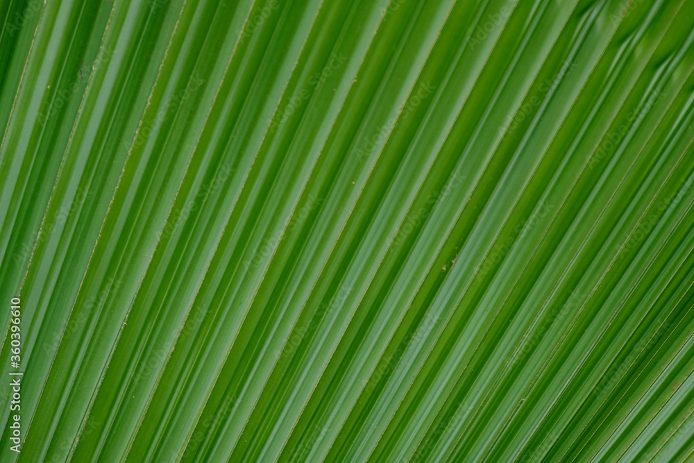 palm leaf texture background palm leaf texture background