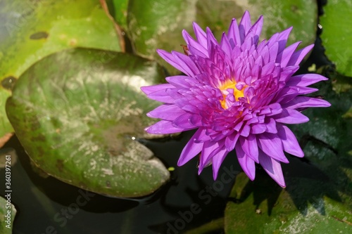 purple water lily