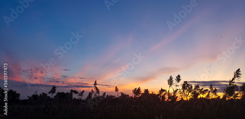 Grass head silhouetted against sunset in blue  pink  orange 2
