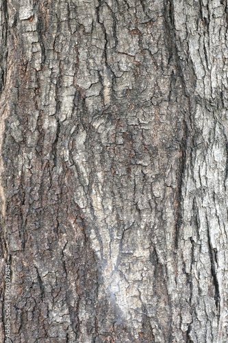tree bark texture © soraview