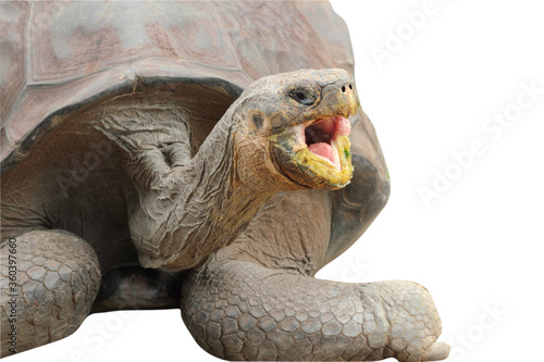 Giant Galapagos Tortoise (Chelonoidis nigra) with mouth wide open. photo