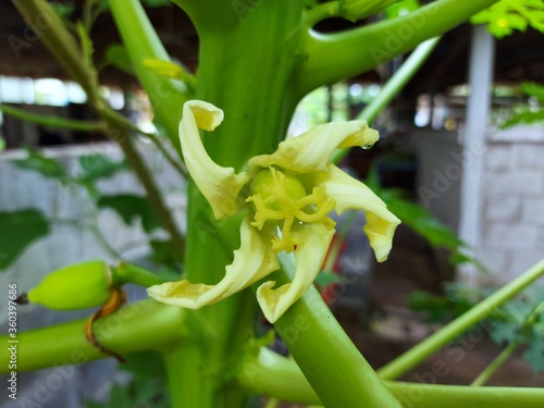 Papaya flowers have five petals that are yellow-green in color. Natural background.