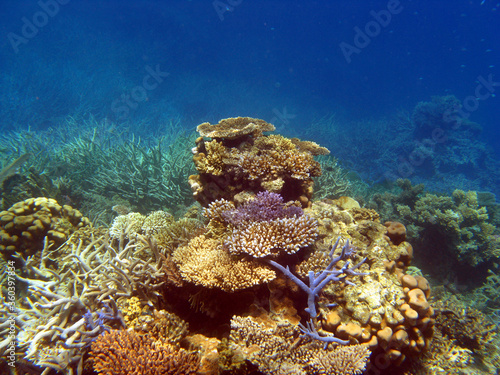 Brightly coloured coral on the Great Barrier Reef, Queensland, Australia.