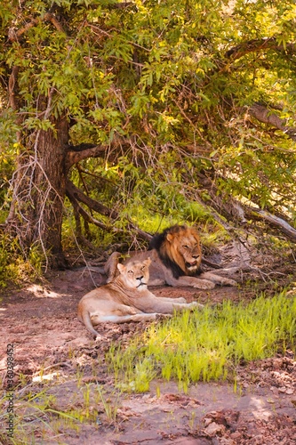 Lions in the wildlife