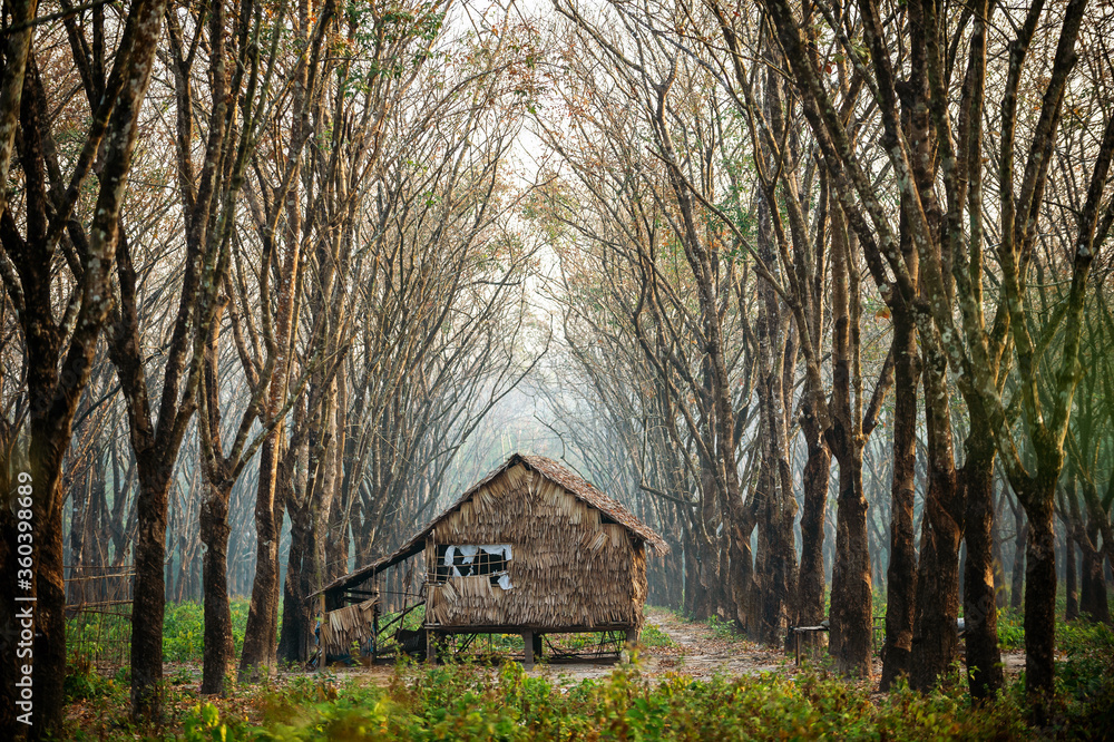 Small wooden cabin in the rubber tree forest Foggy morning The atmosphere looks fresh, bright and scary. In the countryside in Thailand Small wooden cabin in the rubber tree forest Foggy morning The atmosphere looks fresh, bright and scary. In the countryside in Thailand