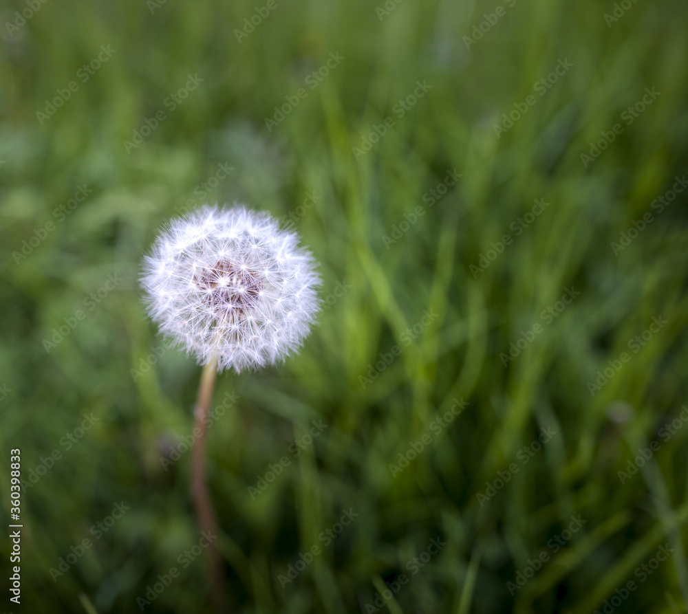 dandelion on green grass