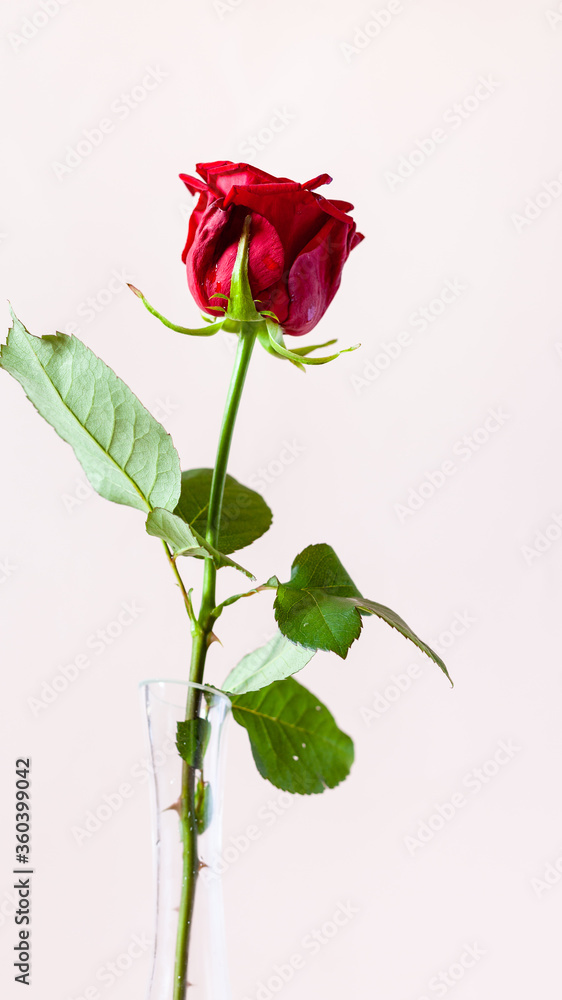 Obraz premium vertical panoramic still-life - natural red rose flower in glass vase with pale pink pastel background (focus on the bloom)