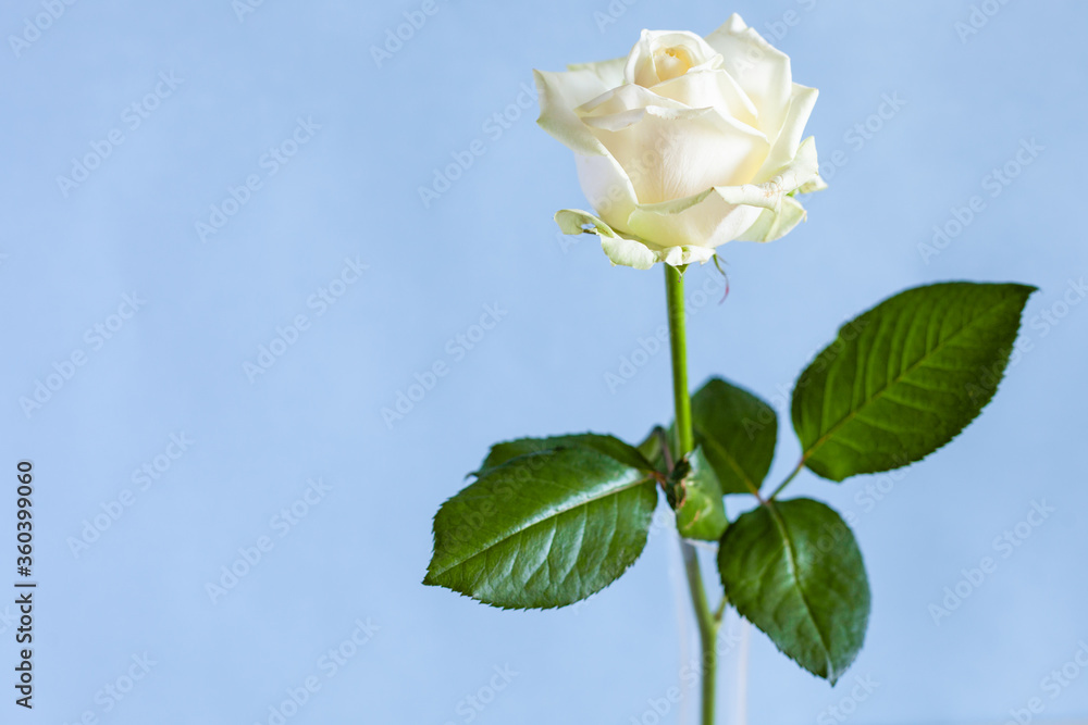 Obraz premium horizontal still-life with copyspace - single fresh white rose flower in glass vase with pale blue pastel background (focus on the bloom)