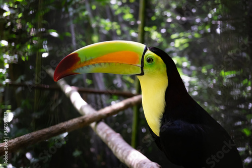 Tropical bird on a branch in the jungle
