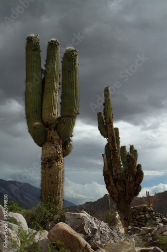 Desert flora. Giant cactus, Echinopsis atacamensis, in the mountains. 