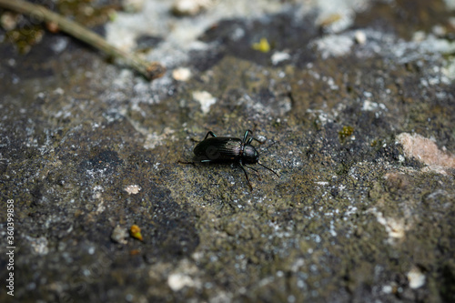 Small black beetle on a rock